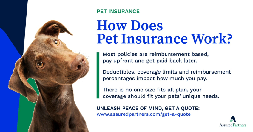 Why Pet Insurance is Like a Rainy Day Fund for Your Furry Friend