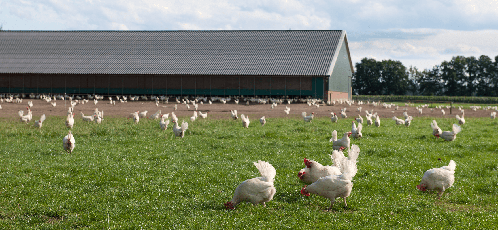 Outlook-for-the-US-Poultry-Market-A-Steady-Rise-in-Demand-and-Production-BlogContent