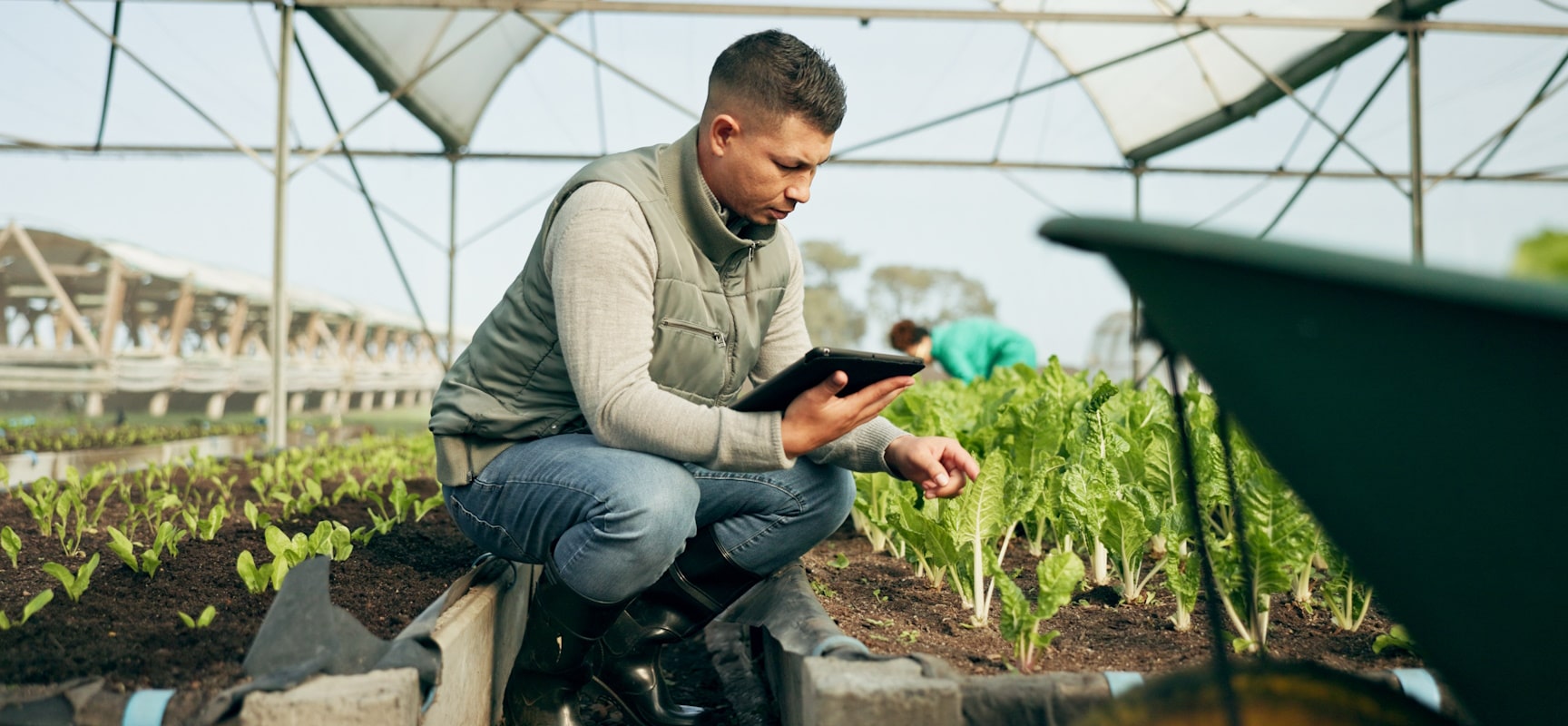 Man crouched down inspecting plants in greenhouse