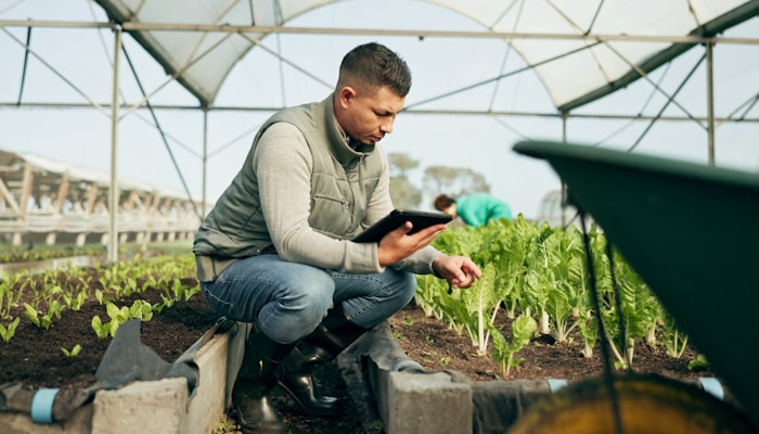 Man crouched down inspecting plants in greenhouse