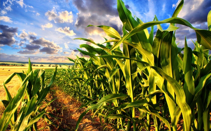 Farm Detail1
