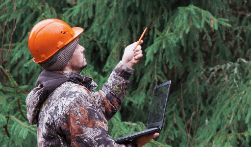 Reforestation Insurance